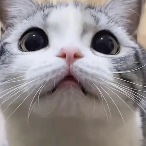 mammal mammal animal cat