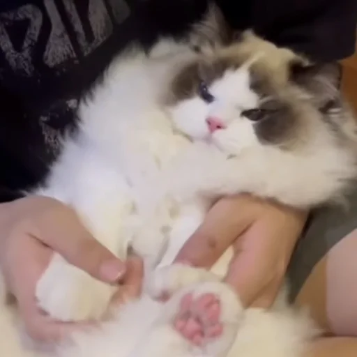 animal animal mammal cat