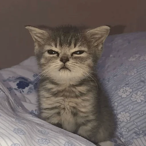 animal animal mammal cat
