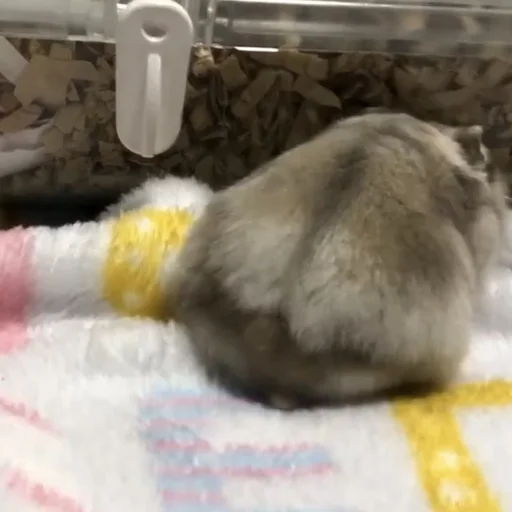 animal animal mammal hamster