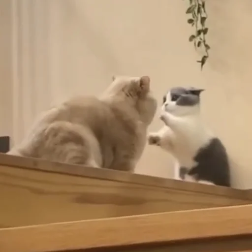 cat cat indoor small to medium-sized cats