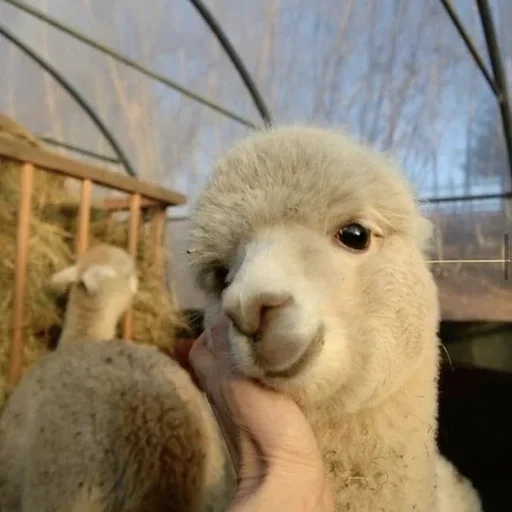 mammal mammal animal alpaca
