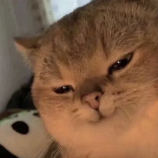 animal animal mammal cat