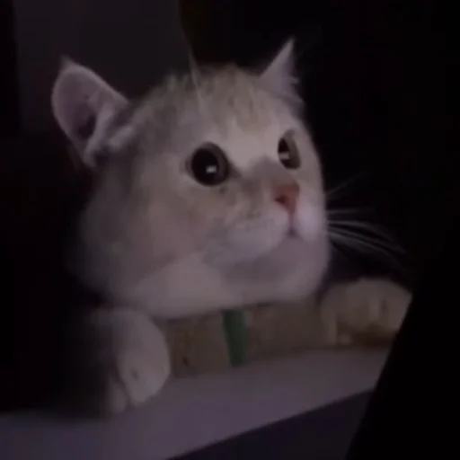 mammal mammal animal cat