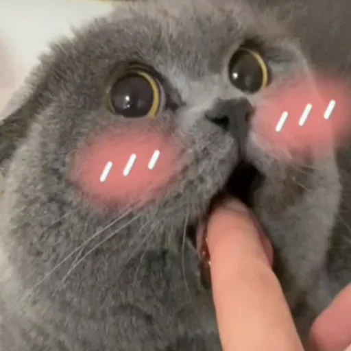 animal animal mammal small to medium-sized cats