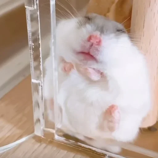 animal mammal mouse