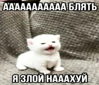 Стикер Котики @WeStickerbot - 7