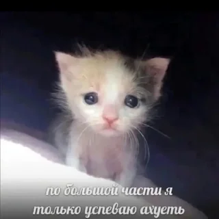 Стикер Котики @WeStickerbot - 1