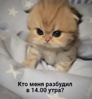 Стикер Котики @WeStickerbot - 0