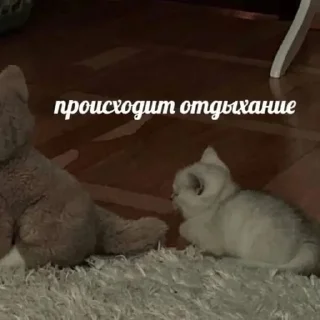 Стикер Котики @WeStickerbot - 4