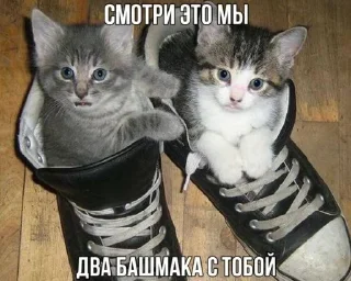Стикер Котики @WeStickerbot - 11