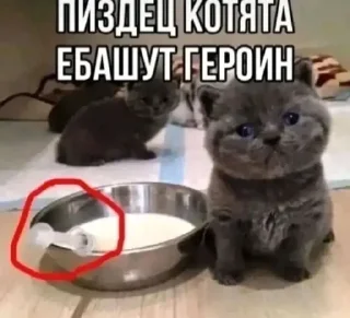 Стикер Котики @WeStickerbot - 10