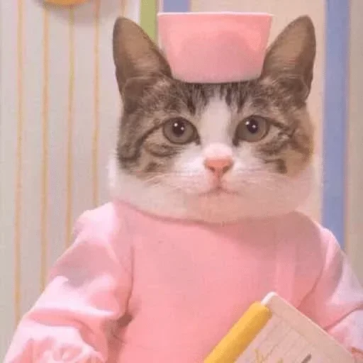 кошки малого и среднего размера кошки малого и среднего размера кошачьи комнатный