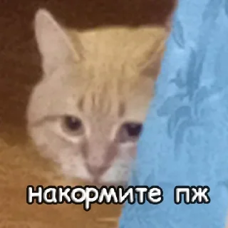 Стикер пушистые чмоники :D - 1