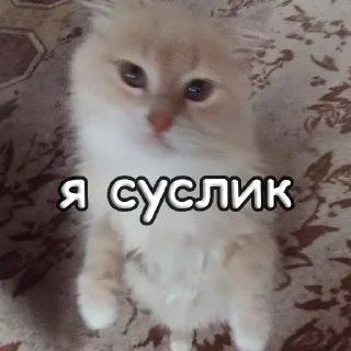 Стикер пушистые чмоники :D - 8
