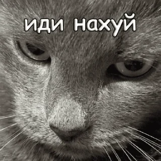 Стикер пушистые чмоники :D - 11