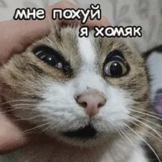 Стикер пушистые чмоники :D - 7