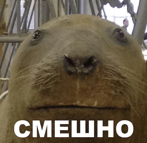 животное животное млекопитающее морские млекопитающие