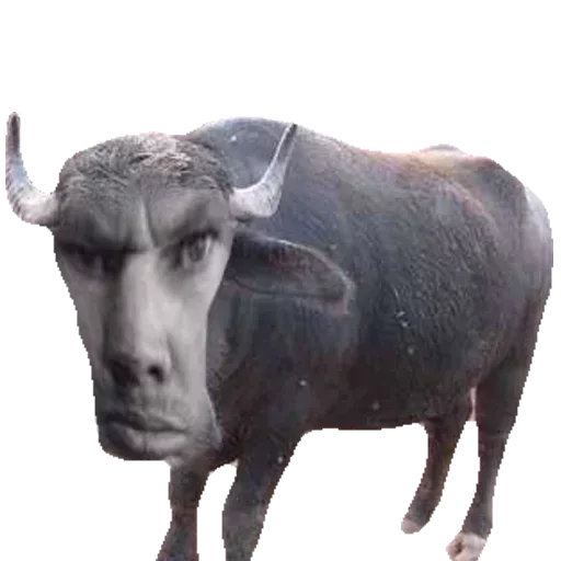 скот бык бык
