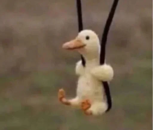 animal animal bird aquatic bird
