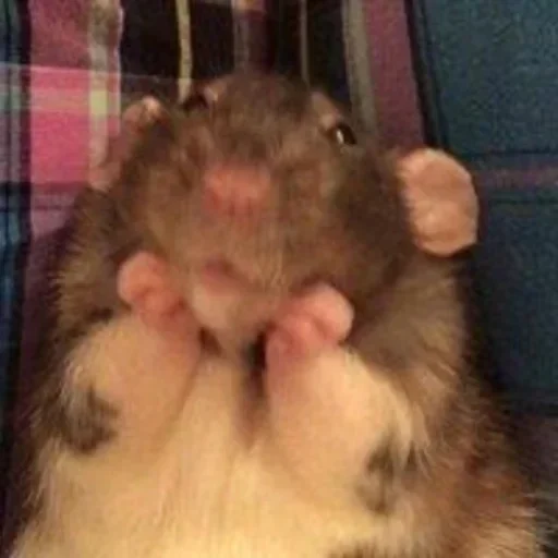 mammal mammal animal rodent