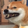 Shibes Shibes - млекопитающее