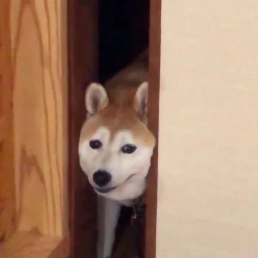 animal animal dog mammal