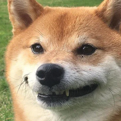animal animal mammal snout