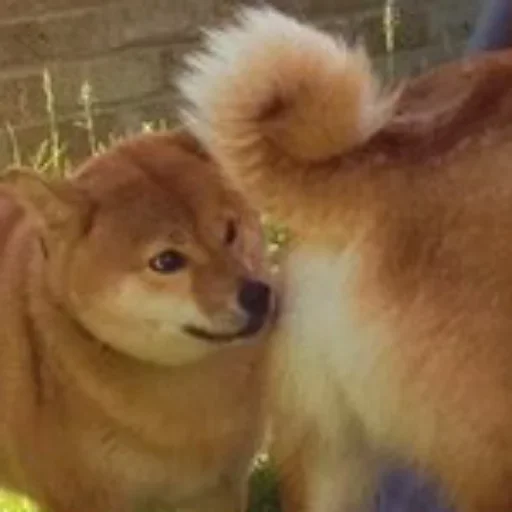 animal animal mammal dog
