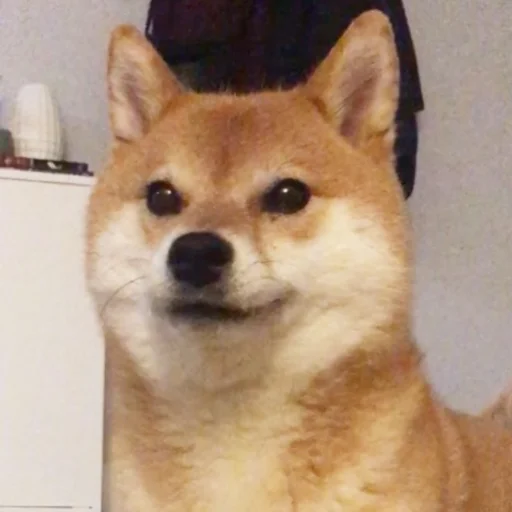 animal animal mammal pet