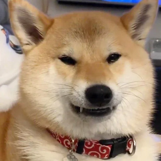 mammal mammal animal pet