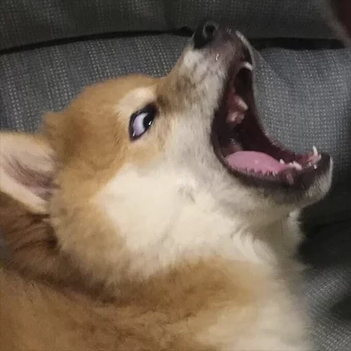 mammal mammal animal pet
