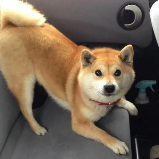 mammal mammal pet animal