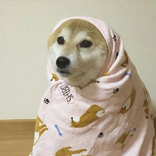 animal animal scarf dog