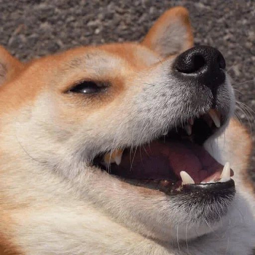 mammal mammal animal dog breed