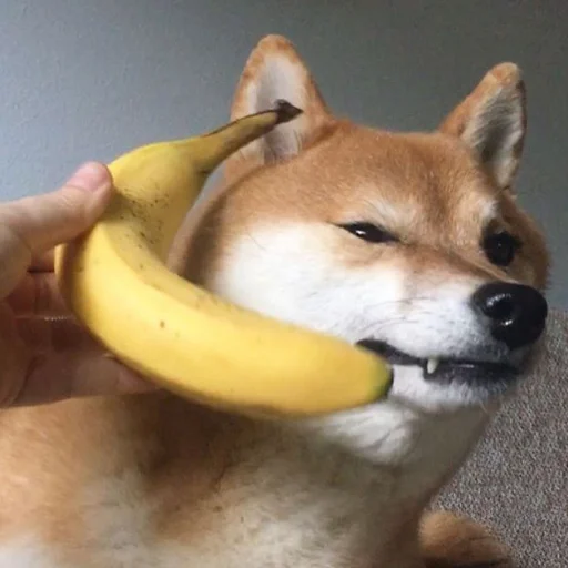 banana banana dog pet