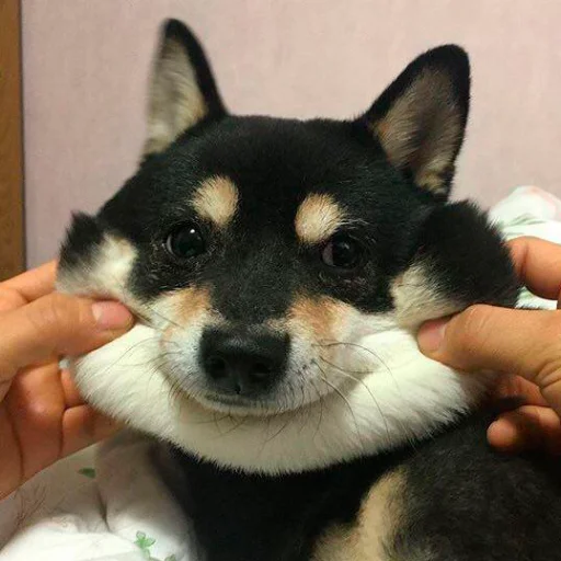 animal animal mammal pet