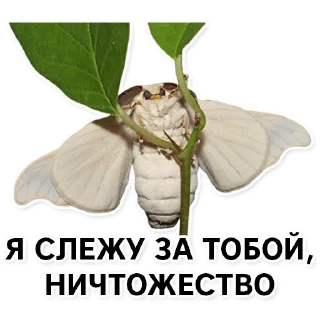 Sticker Тутовый шелкопряд - 8