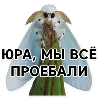Sticker Тутовый шелкопряд - 9