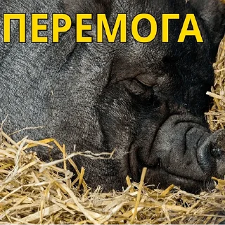 Стикер хохлы - 9
