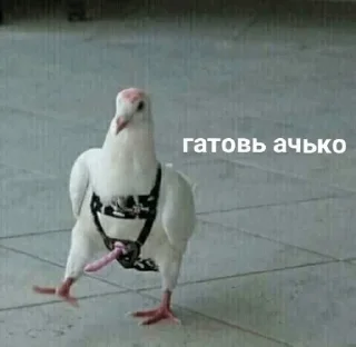 Стикер Mempack - 8