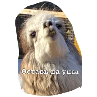 Стикер Ебейшие стикеры - 5