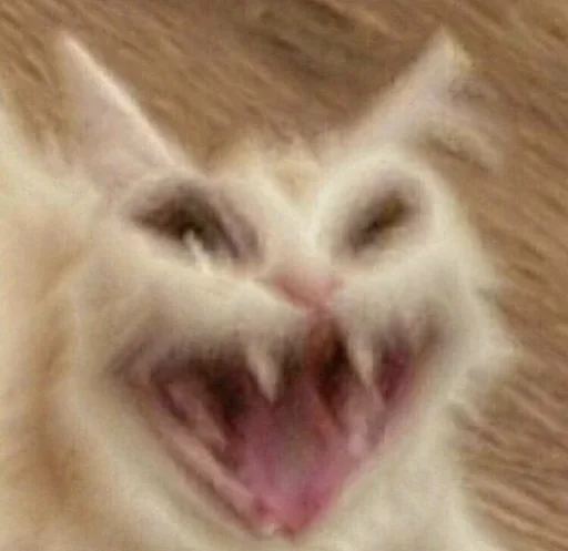 animal animal mammal cat