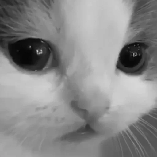 млекопитающее млекопитающее кошка животное
