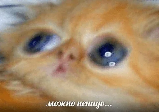 млекопитающее млекопитающее животное кошка