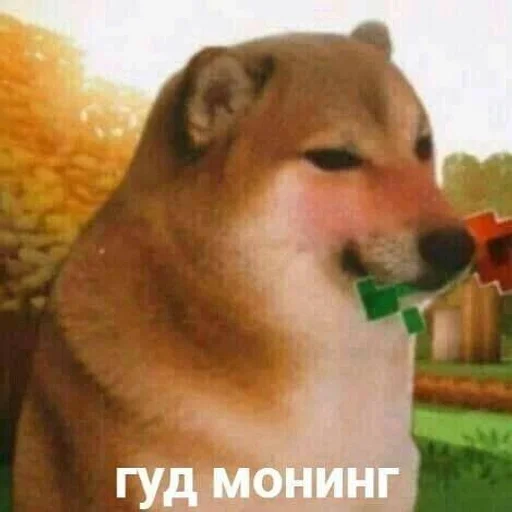 млекопитающее млекопитающее животное собака