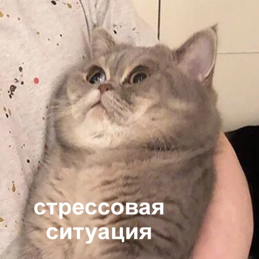 mammal mammal animal cat