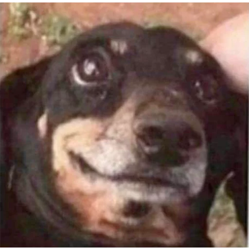 mammal mammal animal dog