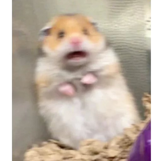 mammal mammal animal hamster
