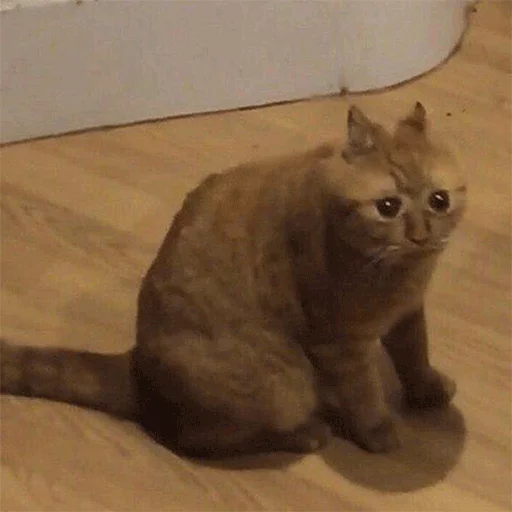 animal animal mammal cat